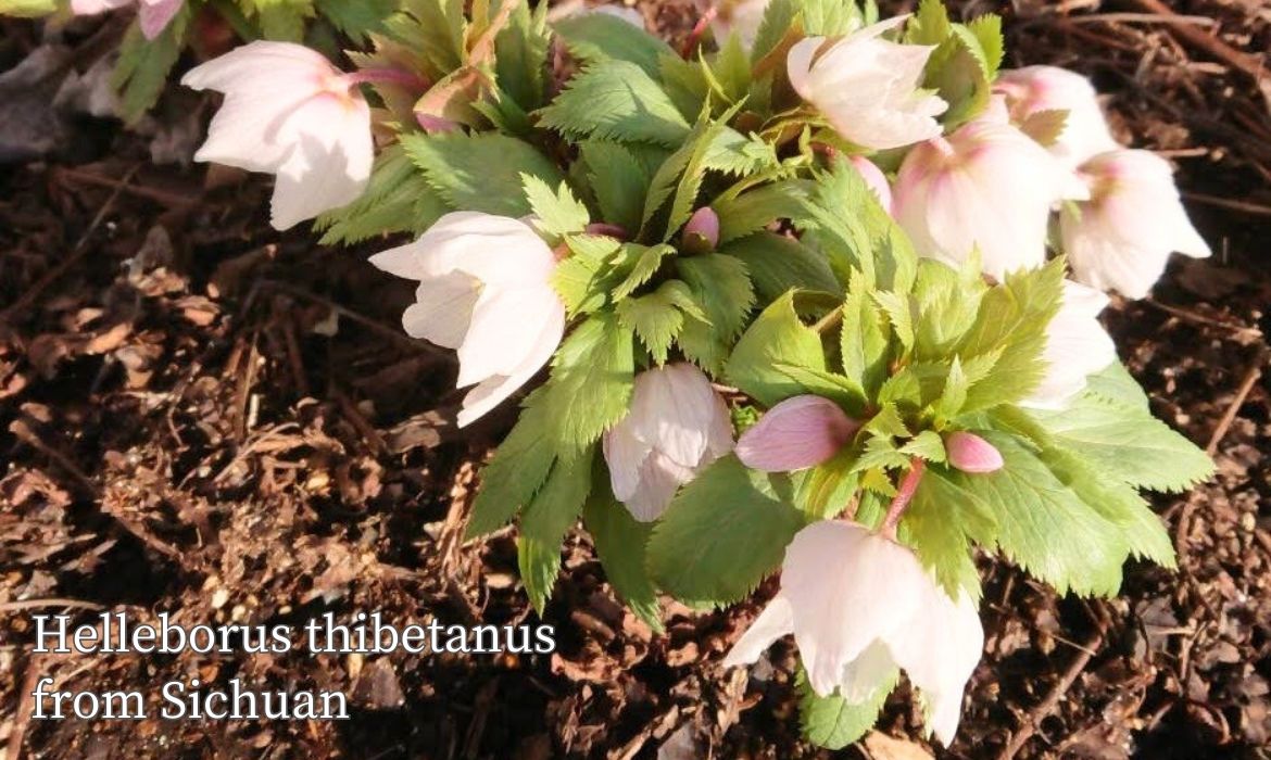 【送料安 稀少原種 蕾11個付き】クリスマスローズ チベタヌス　 H.tibetanus 日本チベタヌス協会